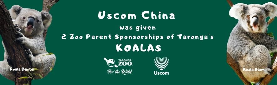 Uscom China has Sponsored 2 Koalas in Taronga Zoo Sydney