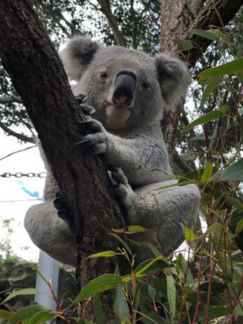 Koala Baxter