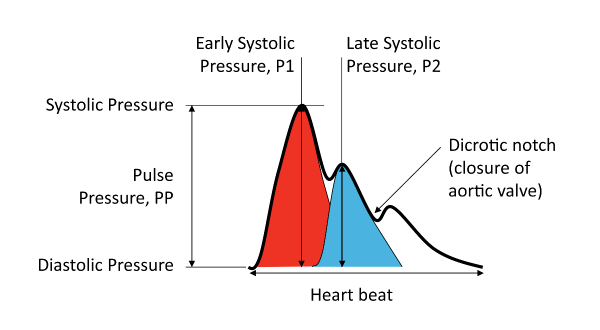 BP+ Augmentation Index Radial