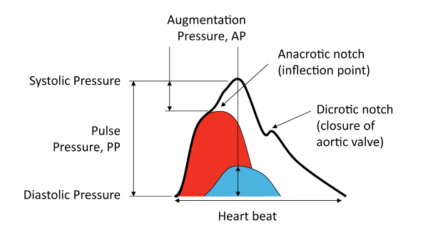 BP+ Augmentation Index